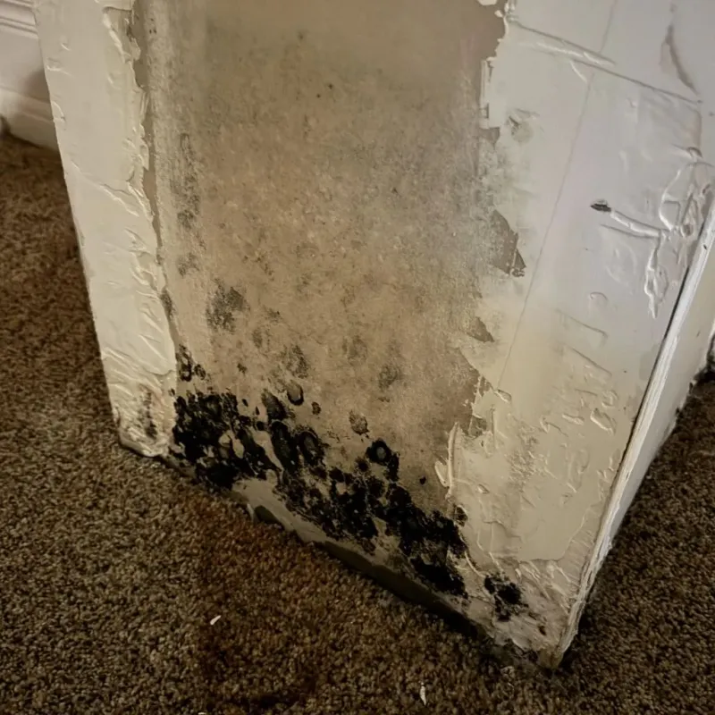 Professional Mold Removal in Woodford County, IL